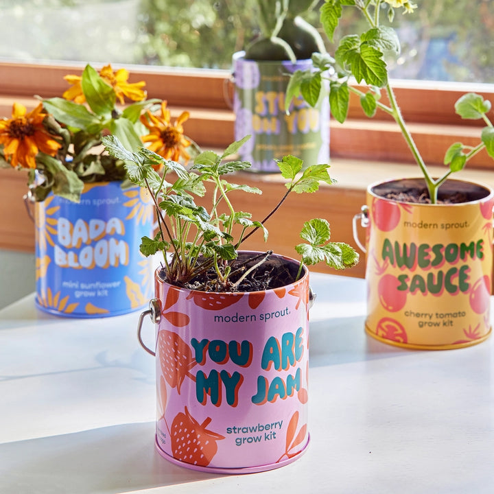 Complimentary Color Grow Kit | Playful Mini Plant Grow Kit with Reusable Can