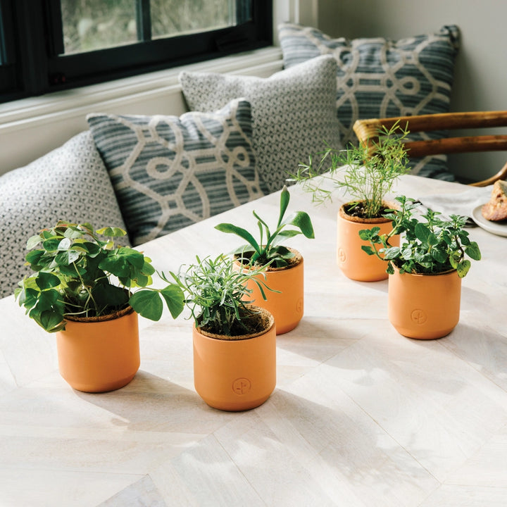 Tiny Terracotta Grow Kit | Mini Seed Sprouting Kit with Terracotta Planter