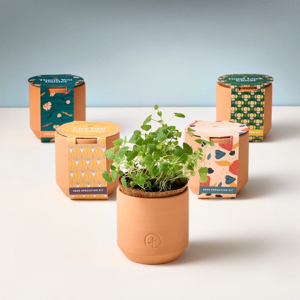 Tiny Terracotta Grow Kit | Mini Seed Sprouting Kit with Terracotta Planter