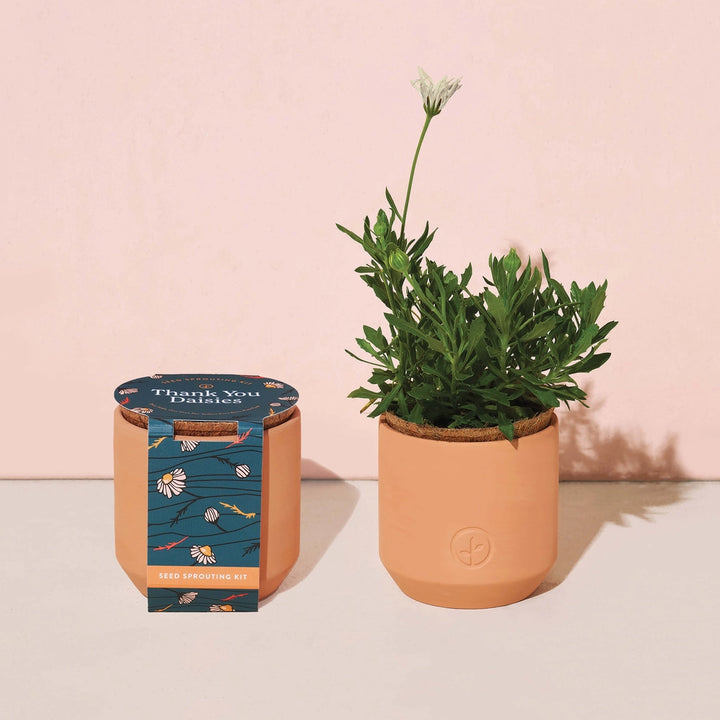 Tiny Terracotta Grow Kit | Mini Seed Sprouting Kit with Terracotta Planter